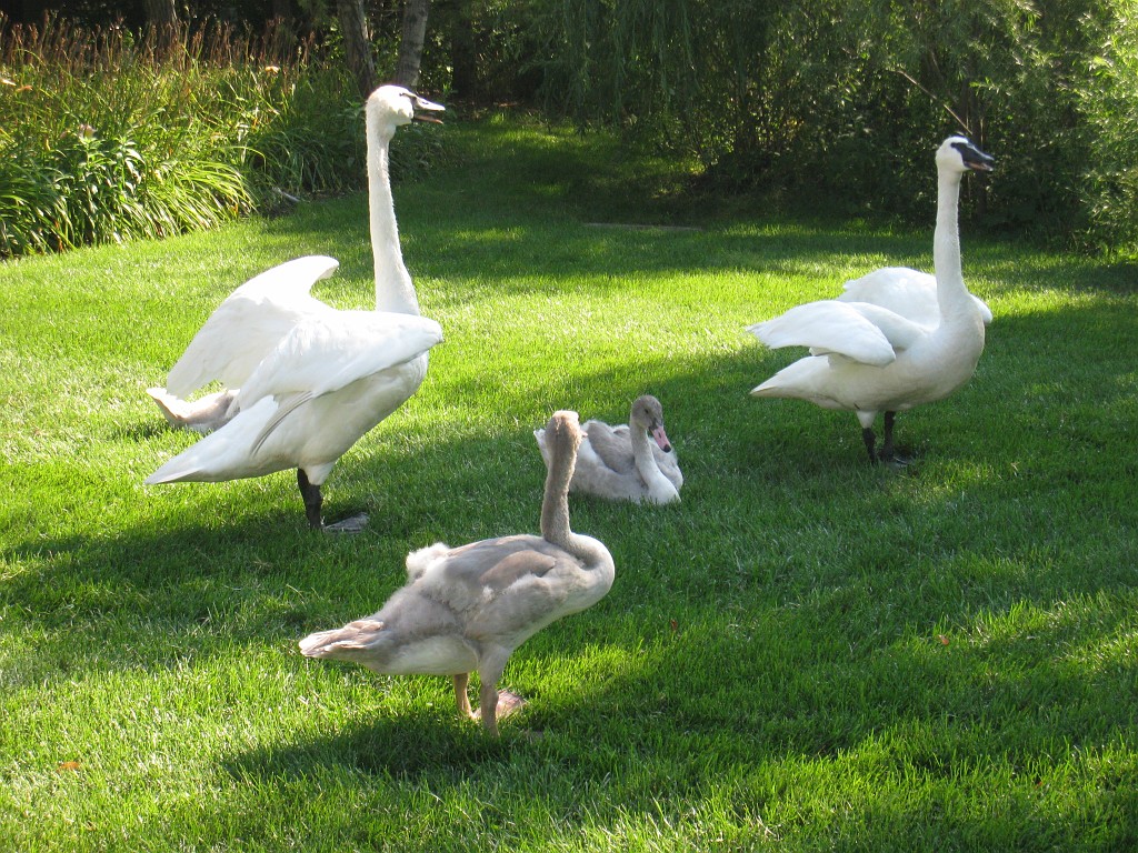 Botanical Gardens 2010 0540.jpg - The Chicago Botanic Gardens. Wear comfortable shoes, and be prepared to enjoy the landscape for a day.